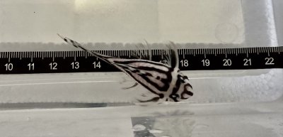 L46 Zebraharnischwels  adult Weibchen